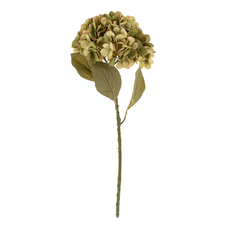 Faded Hydrangea Stem | Green