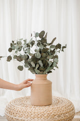 Perserved Silver Dollar Eucalyptus