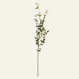 Creeping Willow Branch