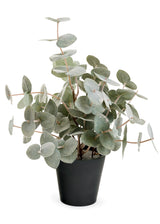 Potted Eucalyptus Plant | 10x10