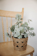 Potted Eucalyptus Plant | 10x10
