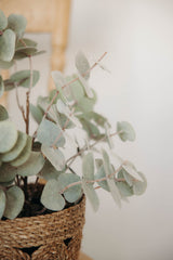 Potted Eucalyptus Plant | 10x10