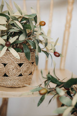 Potted Olive Tree | 10x10
