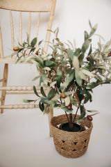 Potted Olive Tree | 15x12"