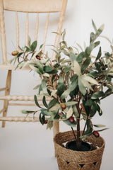 Potted Olive Tree | 15x12"