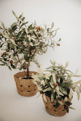 Potted Olive Tree | 15x12"
