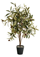 Potted Olive Tree | 15x12"