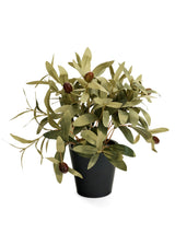 Potted Olive Tree | 10x10