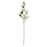 Flowering Cherry Blossom Branch