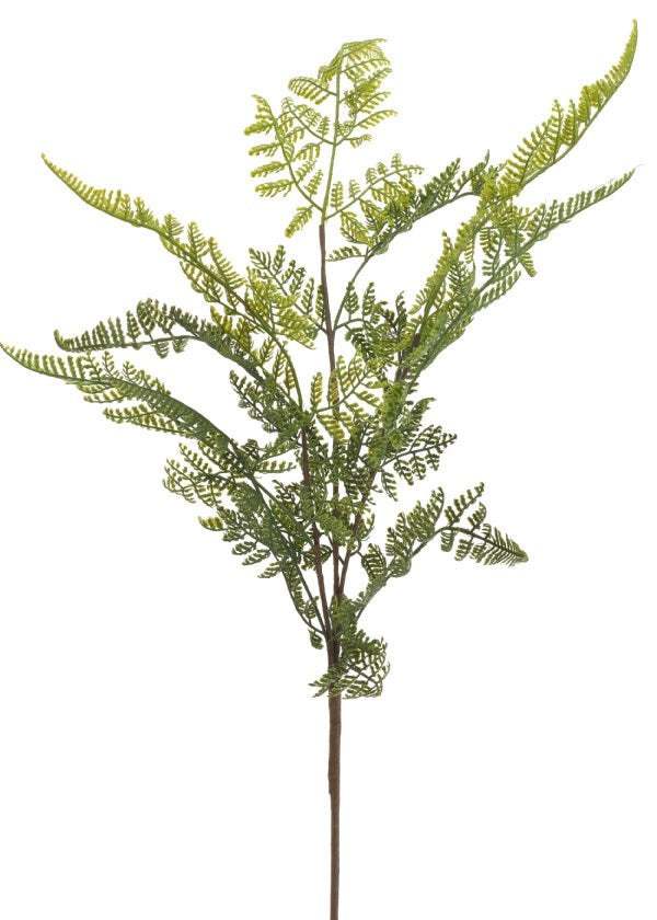 Spray Lace Fern